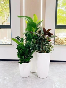 终于搞懂海曙绿植租赁品种了，原来这么简单